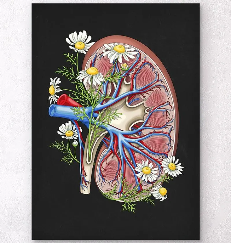Codex Anatomicus Kidney & Liver^Floral kidney anatomy - Black