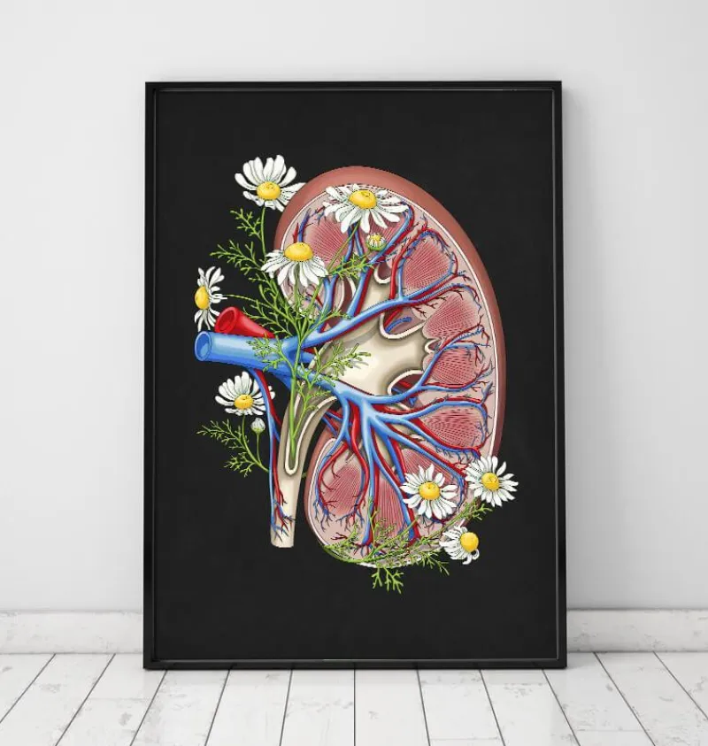 Codex Anatomicus Kidney & Liver^Floral kidney anatomy - Black