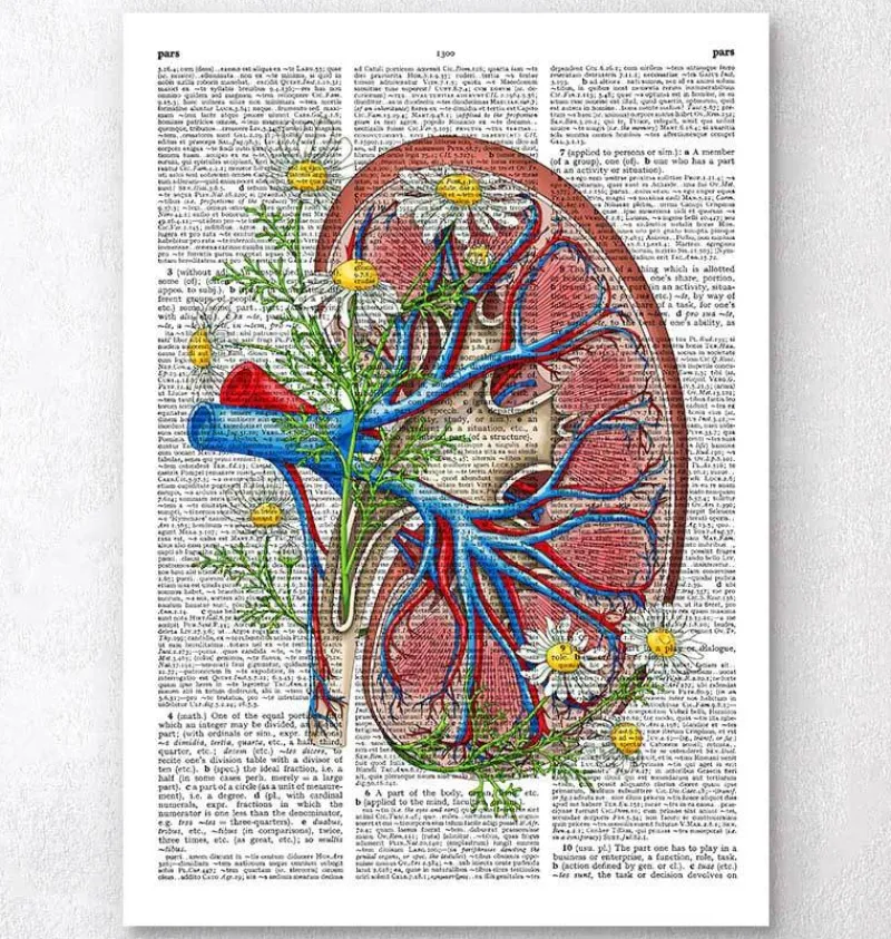 Codex Anatomicus Kidney & Liver^Floral kidney anatomy - Dictionary page