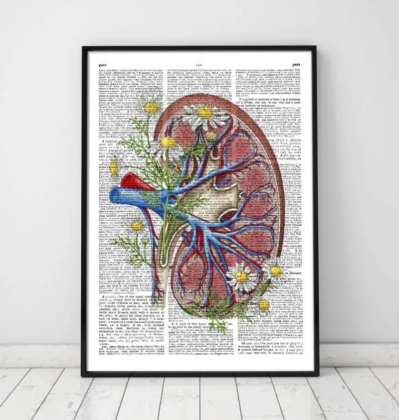 Codex Anatomicus Kidney & Liver^Floral kidney anatomy - Dictionary page