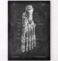 Codex Anatomicus Skull & Skeleton | Hands & Legs^Foot anatomy - Chalkboard