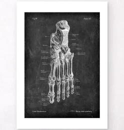 Codex Anatomicus Skull & Skeleton | Hands & Legs^Foot anatomy - Chalkboard