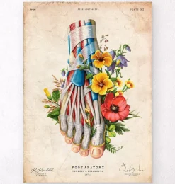 Codex Anatomicus Skull & Skeleton | Hands & Legs^Foot anatomy - Floral - Vintage