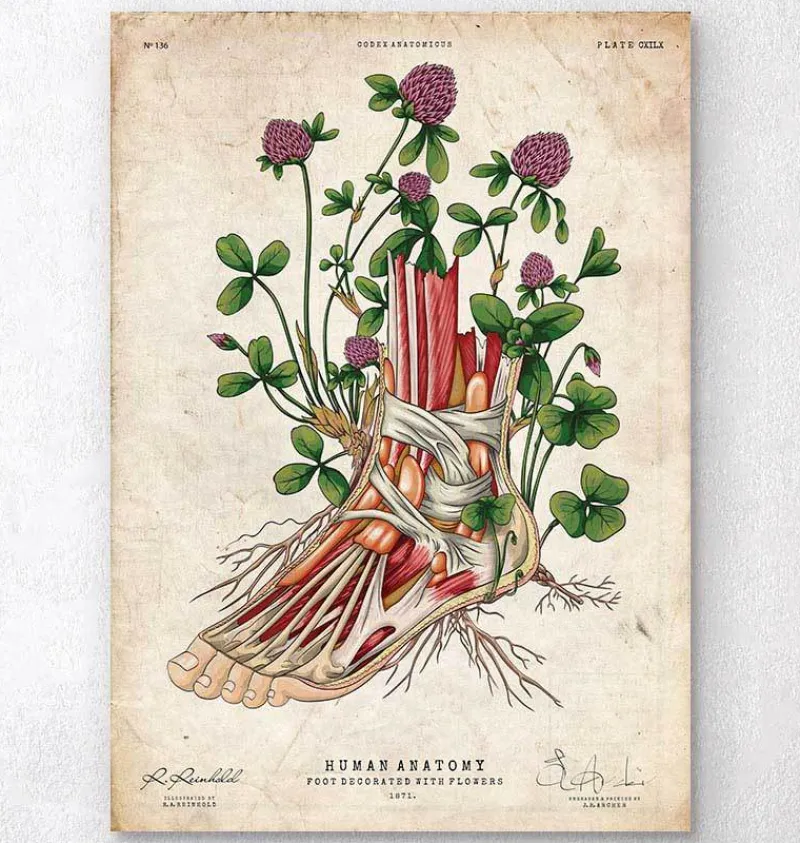 Codex Anatomicus Hands & Legs^Foot anatomy art - Floral - Vintage