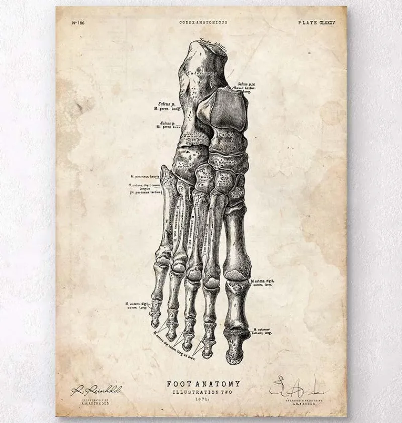 Codex Anatomicus Hands & Legs^Foot anatomy art print II