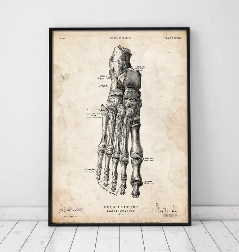 Codex Anatomicus Hands & Legs^Foot anatomy art print II