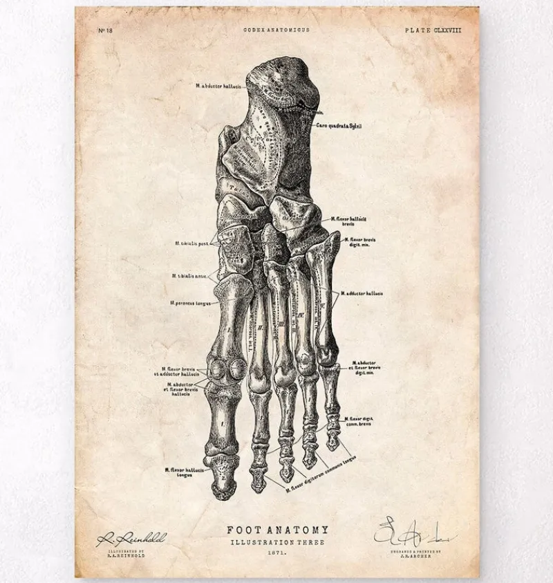 Codex Anatomicus Hands & Legs^Foot anatomy art print IV