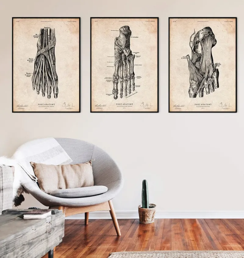 Codex Anatomicus Hands & Legs^Foot anatomy art print IV