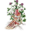 Codex Anatomicus Stickers^Foot anatomy sticker II - Floral