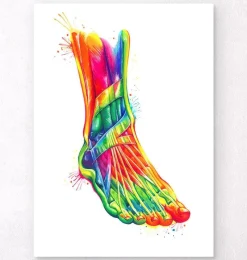 Codex Anatomicus Skull & Skeleton | Hands & Legs^Foot and ankle anatomy - Watercolor splash