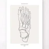 Codex Anatomicus Skull & Skeleton^Foot skeleton - Line Art