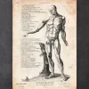 Codex Anatomicus Full Body Anatomy^Full body human anatomy print VI