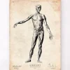 Codex Anatomicus Full Body Anatomy^Full body human anatomy print