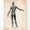Codex Anatomicus Full Body Anatomy^Full body human anatomy print II
