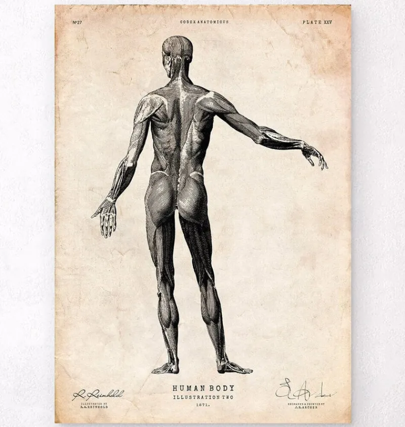 Codex Anatomicus Full Body Anatomy^Full body human anatomy print II