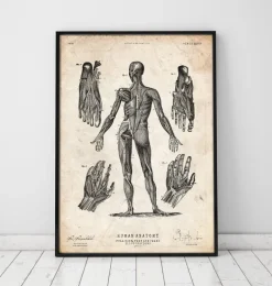 Codex Anatomicus Full Body Anatomy^Full body human anatomy print III