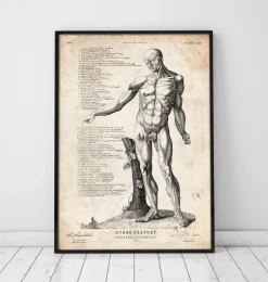 Codex Anatomicus Full Body Anatomy^Full body human anatomy print VI