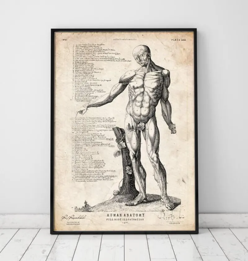 Codex Anatomicus Full Body Anatomy^Full body human anatomy print VI