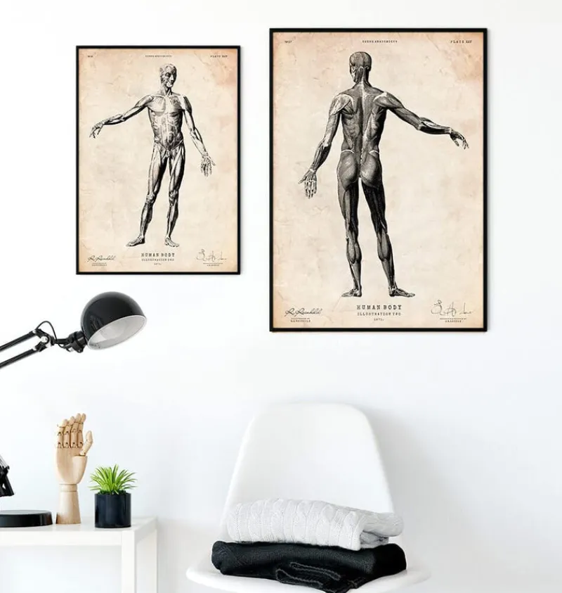 Codex Anatomicus Full Body Anatomy^Full body human anatomy print II