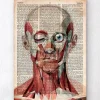 Codex Anatomicus Head & Face^Geometric face anatomy - Old dictionary page