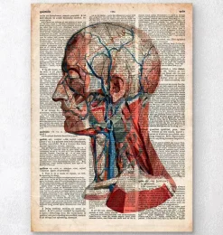 Codex Anatomicus Head & Face^Geometric head anatomy - Old dictionary page