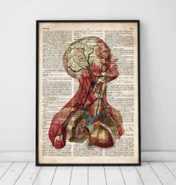 Codex Anatomicus Head & Face^Geometric head anatomy II - Old dictionary page
