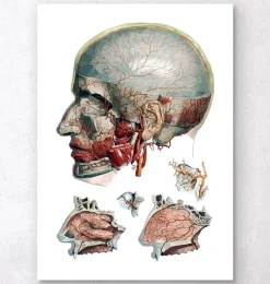 Codex Anatomicus Various Organs | Head & Face^Geometric head and nose anatomy art
