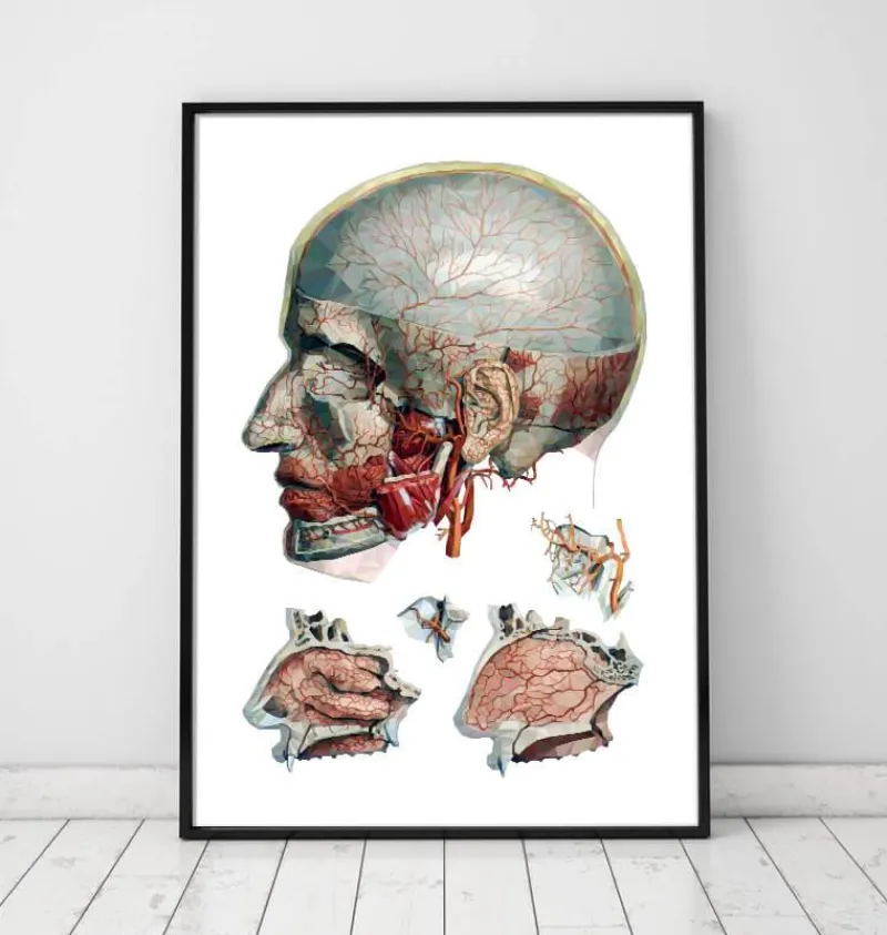 Codex Anatomicus Various Organs | Head & Face^Geometric head and nose anatomy art