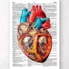 Codex Anatomicus Heart Anatomy^Geometric heart - Dictionary page