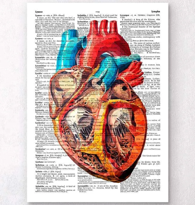Codex Anatomicus Heart Anatomy^Geometric heart - Dictionary page