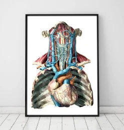 Codex Anatomicus Various Organs | Heart Anatomy^Geometric heart and arteries