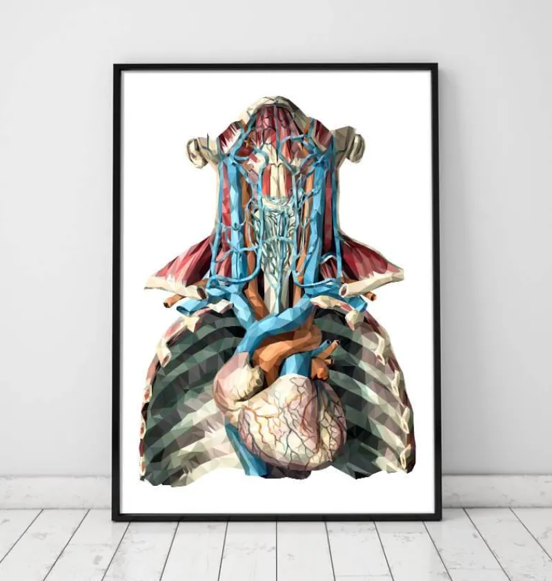 Codex Anatomicus Various Organs | Heart Anatomy^Geometric heart and arteries
