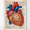 Codex Anatomicus Heart Anatomy^Geometric heart III - Old dictionary page
