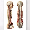 Codex Anatomicus Various Organs | Full Body Anatomy^Geometric human anatomy III
