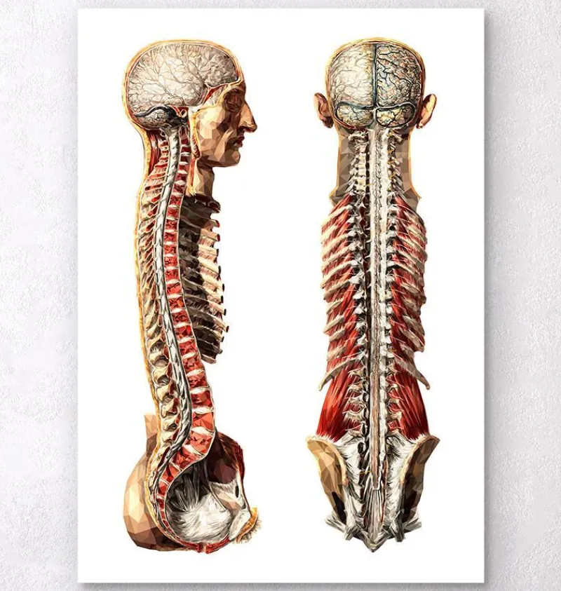 Codex Anatomicus Various Organs | Full Body Anatomy^Geometric human anatomy III