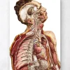 Codex Anatomicus Various Organs | Full Body Anatomy^Geometric human anatomy II