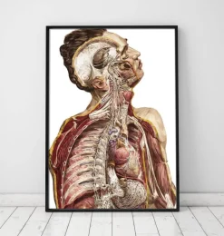 Codex Anatomicus Various Organs | Full Body Anatomy^Geometric human anatomy II