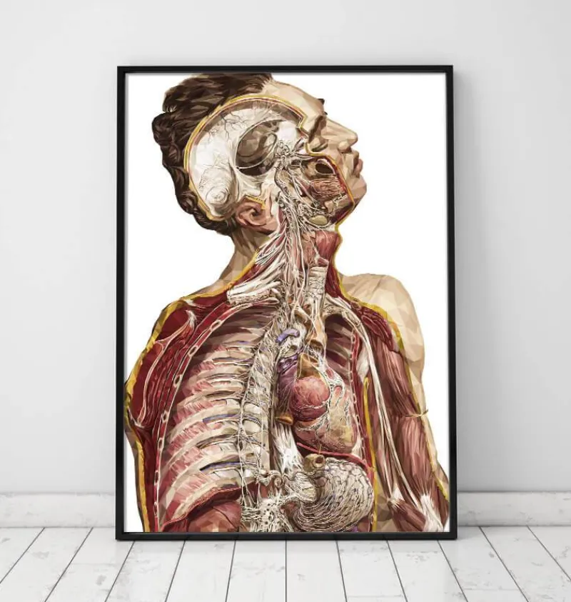 Codex Anatomicus Various Organs | Full Body Anatomy^Geometric human anatomy II