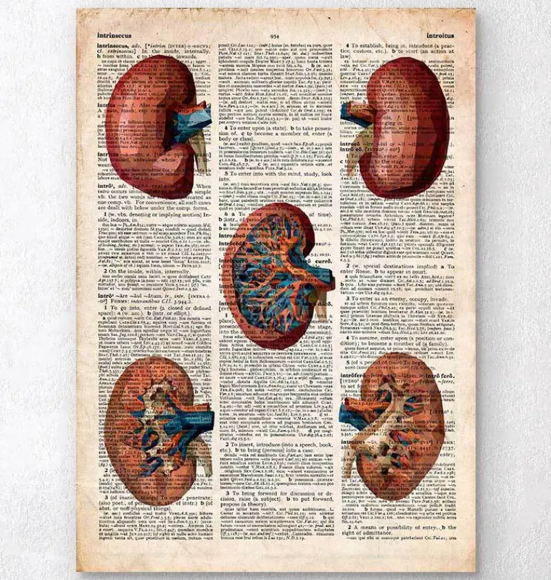 Codex Anatomicus Kidney & Liver^Geometric kidney - Old dictionary page