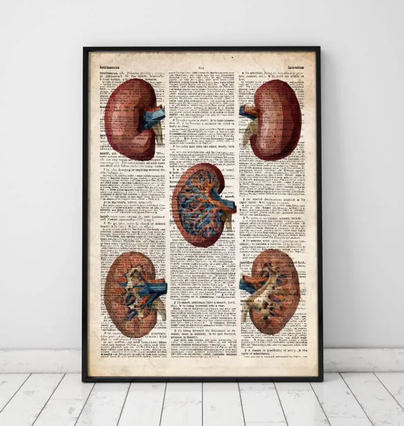 Codex Anatomicus Kidney & Liver^Geometric kidney - Old dictionary page