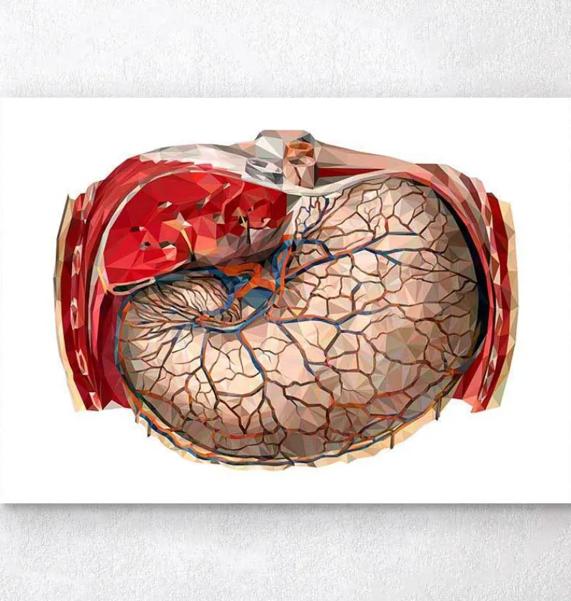 Codex Anatomicus Digestive System^Geometric stomach anatomy