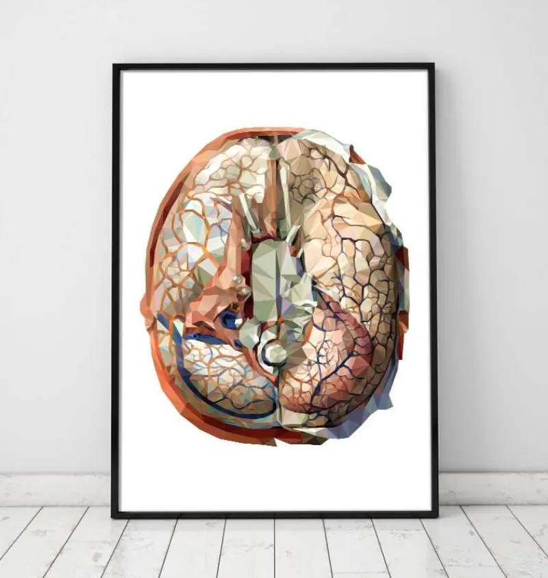 Codex Anatomicus Brain Anatomy^Geometrical brain anatomy II