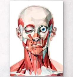 Codex Anatomicus Head & Face^Geometrical face anatomy I