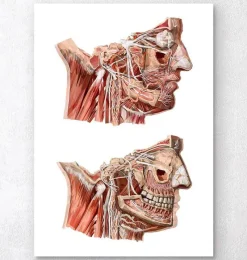 Codex Anatomicus Head & Face^Geometrical face anatomy III