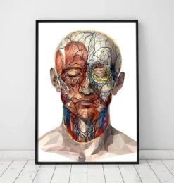 Codex Anatomicus Head & Face^Geometrical face anatomy II