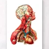 Codex Anatomicus Head & Face | Heart Anatomy^Geometrical head anatomy II
