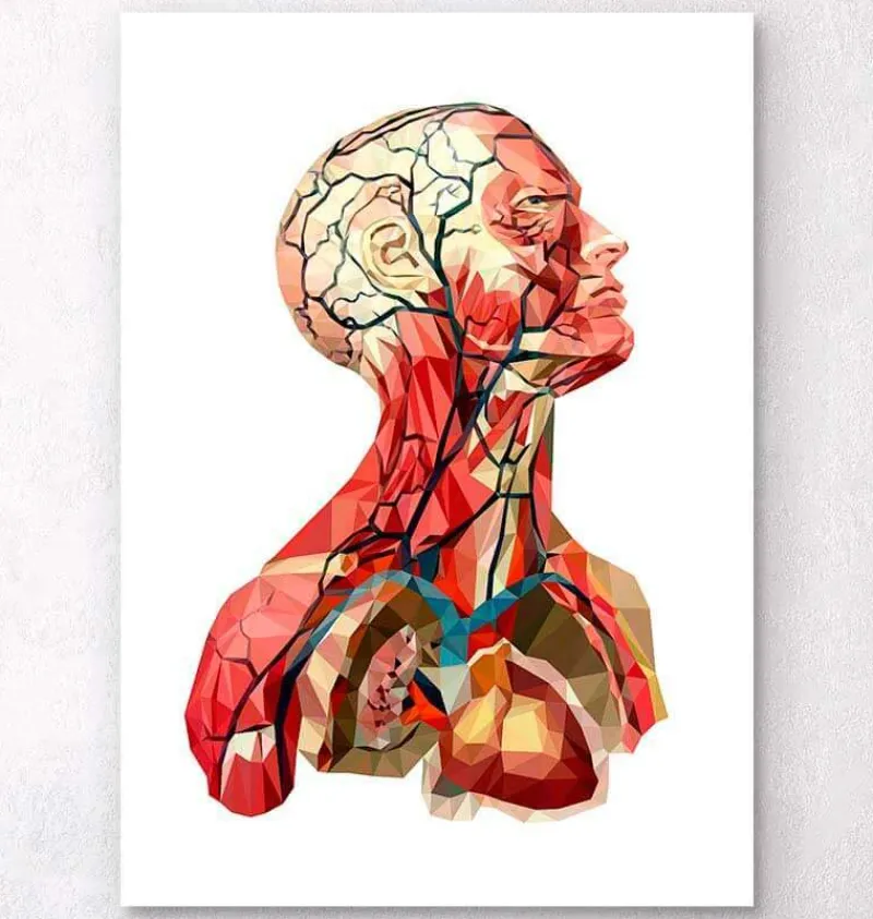 Codex Anatomicus Head & Face | Heart Anatomy^Geometrical head anatomy II