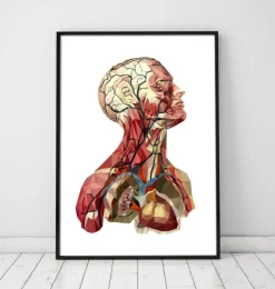 Codex Anatomicus Head & Face | Heart Anatomy^Geometrical head anatomy II