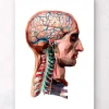 Codex Anatomicus Head & Face | Brain Anatomy^Geometrical head and brain