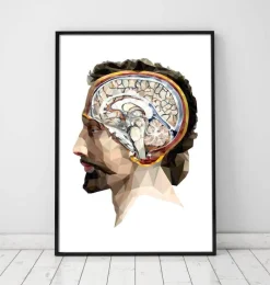 Codex Anatomicus Head & Face | Brain Anatomy^Geometrical head and brain II